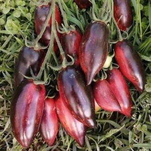 Томат Сливка Гурман