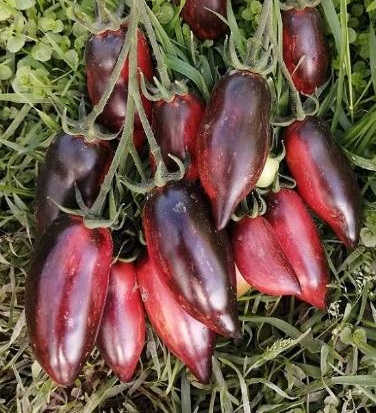 Томат Сливка Гурман