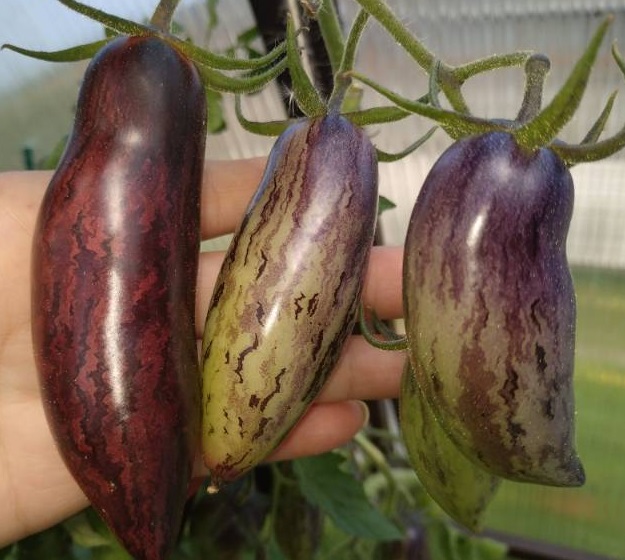 Томат Сливка Гурман — изображение 2