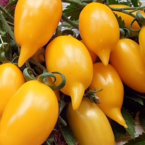 Томат Золотой лимон