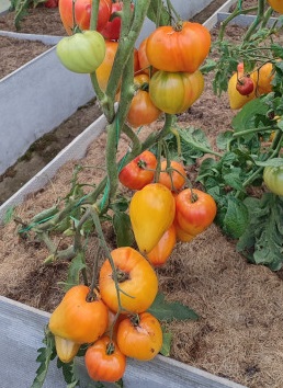 Томат Сердце Дездемоны (Desdemona’s Heart) — изображение 2