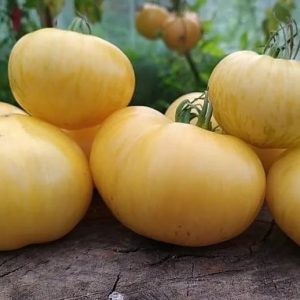 Томат Белла роза