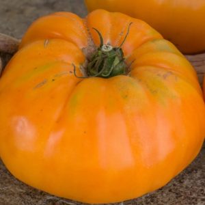 Томат Абрикосовый Брендивайн (Apricot Brandywine)