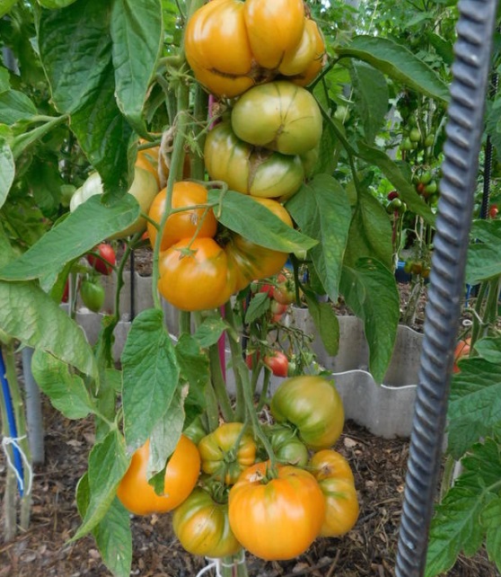 Томат Абрикосовый Брендивайн (Apricot Brandywine) — изображение 2