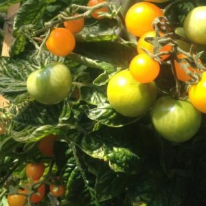 Томат Оля Полька (Ola Polka)