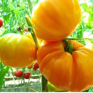 Томат Оранжевый гигант Дмитриева