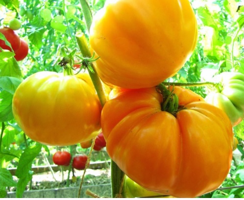 Томат Оранжевый гигант Дмитриева