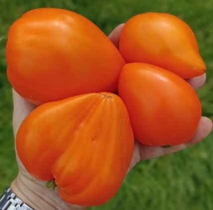 Томат Оранжевое сердце Анджелины