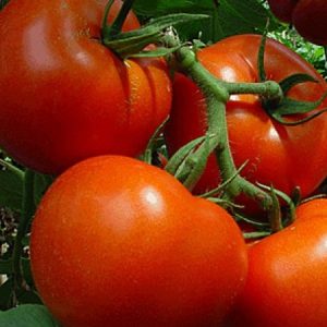 Томат Китай-град (Китайский ранний)