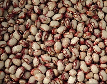 Фасоль зерновая Seneca Cornstalk