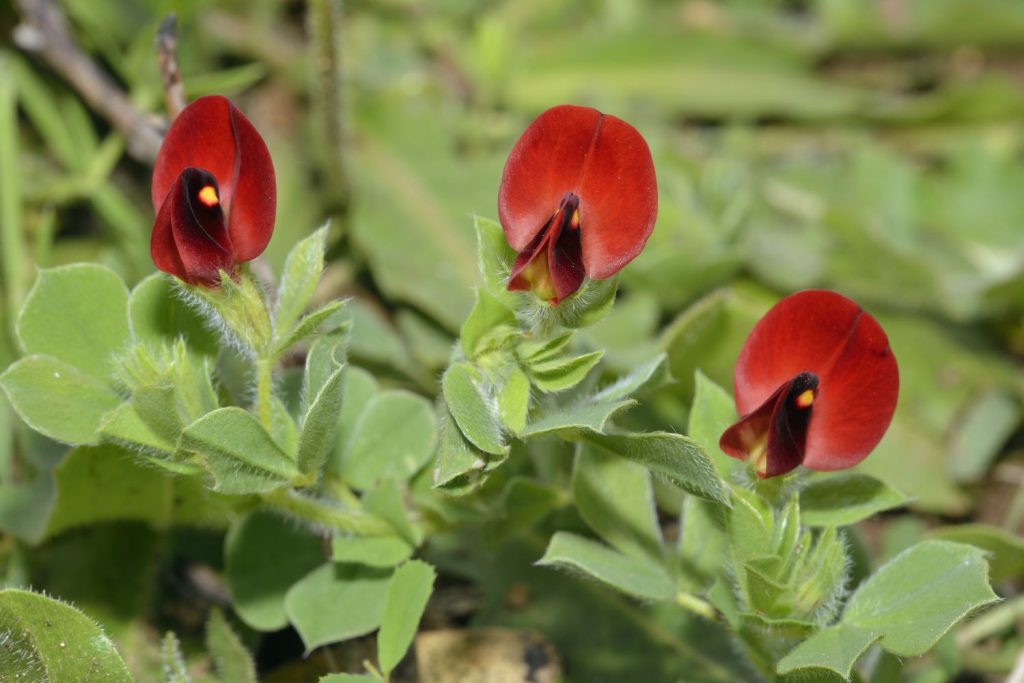 Красный спаржевый горох — изображение 2