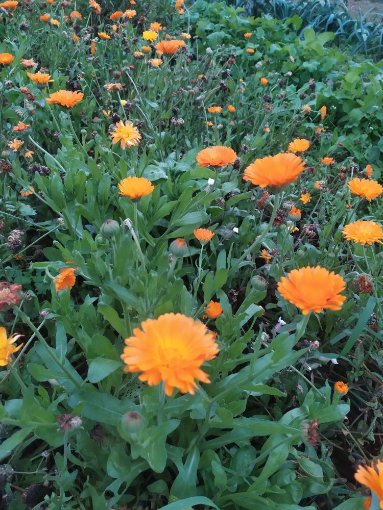 Календула (ноготки), 10 г — изображение 2