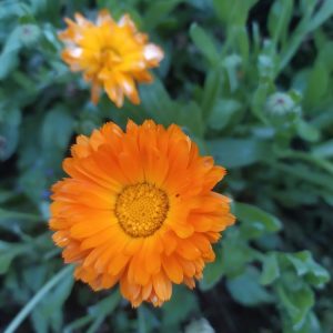 Календула (ноготки), 10 г