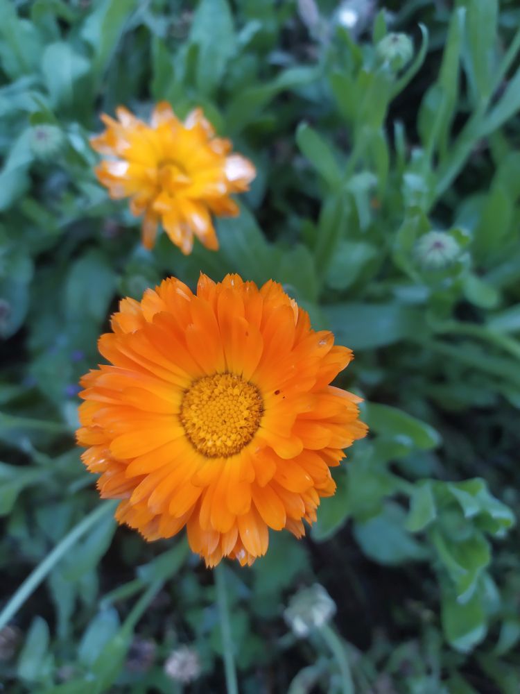 Календула (ноготки), 10 г