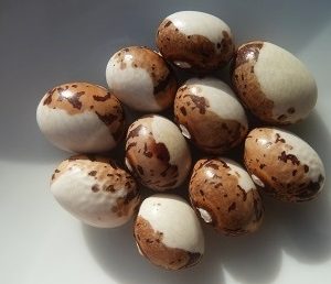 Фасоль зерновая Горлица папы (Papa De Rola)