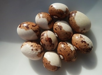 Фасоль зерновая Горлица папы (Papa De Rola)