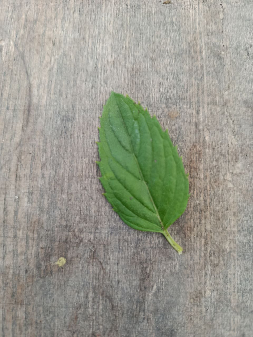 Мята "Ментол" саженец — изображение 2