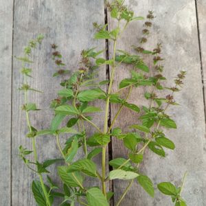 Мята "Ментол" саженец