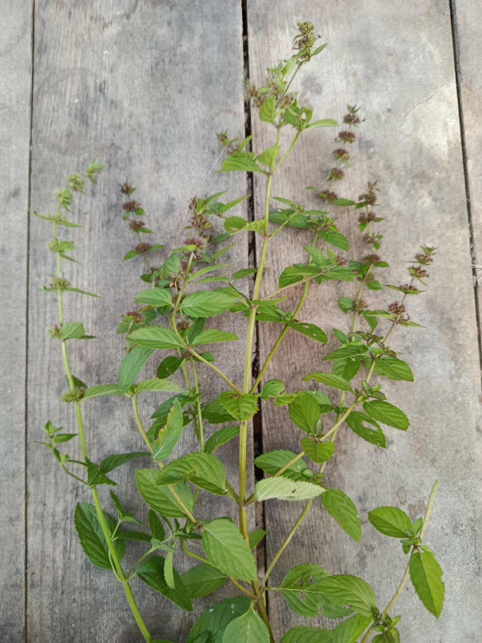 Мята "Ментол" саженец