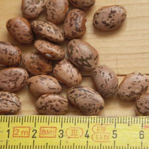 Фасоль зерновая Pinto bean Othello (Пинто)