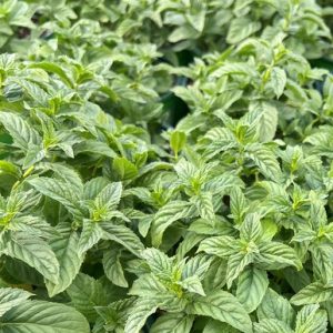 Мята Ванильная или Легкий салат саженец