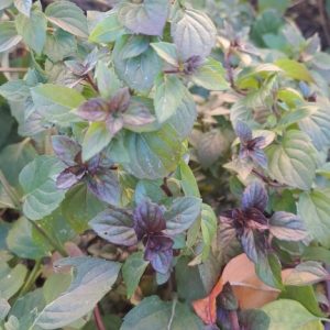 Мята Имбирь-корица саженец