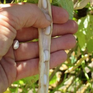 Фасоль зерновая Cannellini (Каннеллини)