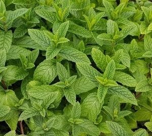 Мята "Марокканская" или "Касабланка" саженец