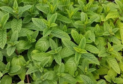 Мята "Марокканская" или "Касабланка" саженец