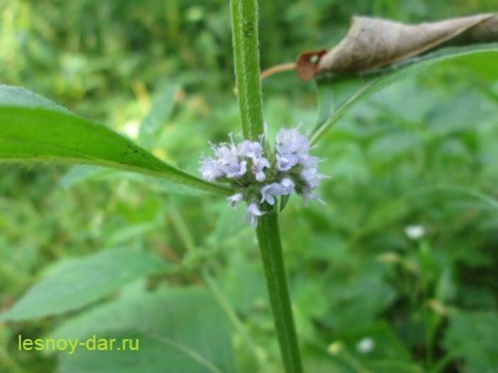 Мята полевая дикая саженец — изображение 2