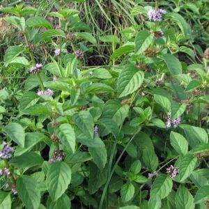 Мята полевая дикая саженец