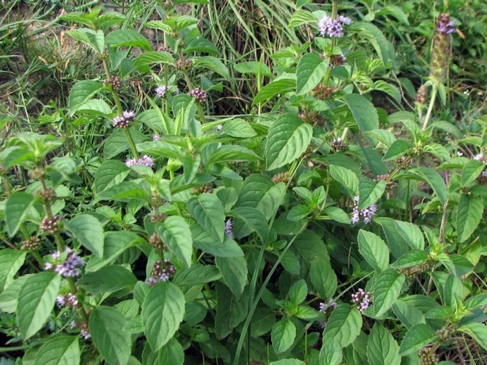 Мята полевая дикая саженец