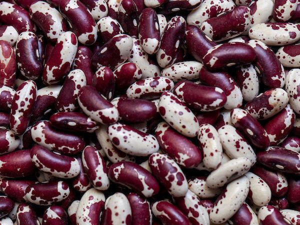 Фасоль зерновая Jacob's Cattle (Коровье стадо Иакова)