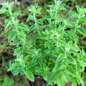 Мята Черная Смородина саженец