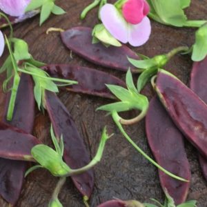 Горох  King Tut Purple Peas (Тутанхамона)