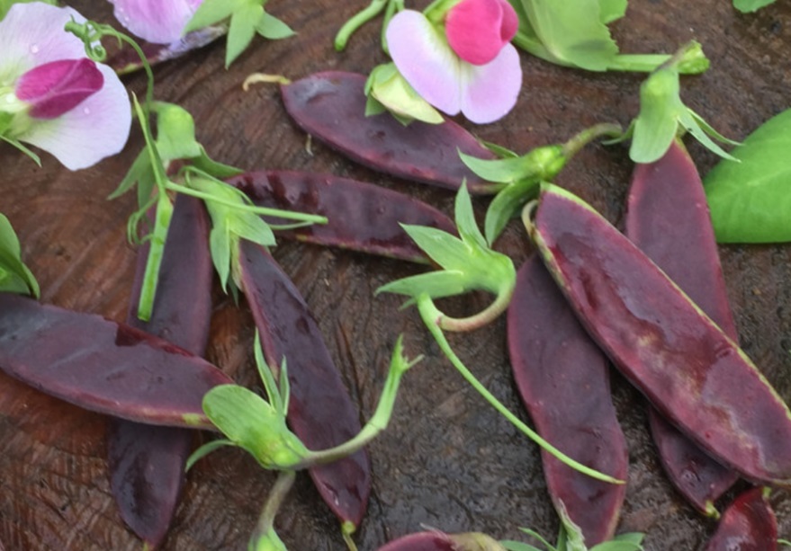 Горох King Tut Purple Peas (Тутанхамона)