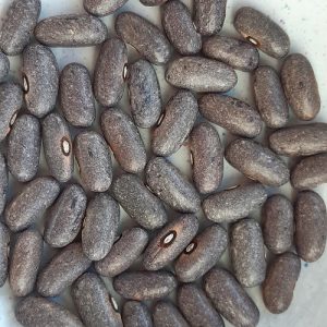 Фасоль зерновая Cyrus Grays (Серая из Сайруса)