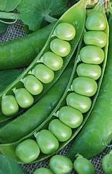 Горох овощной Арфей