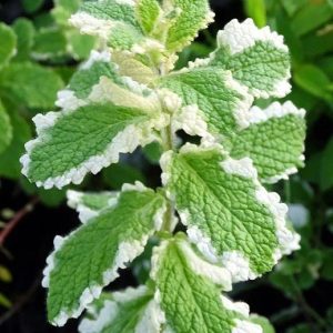 Мята Ананас пестролистная саженец