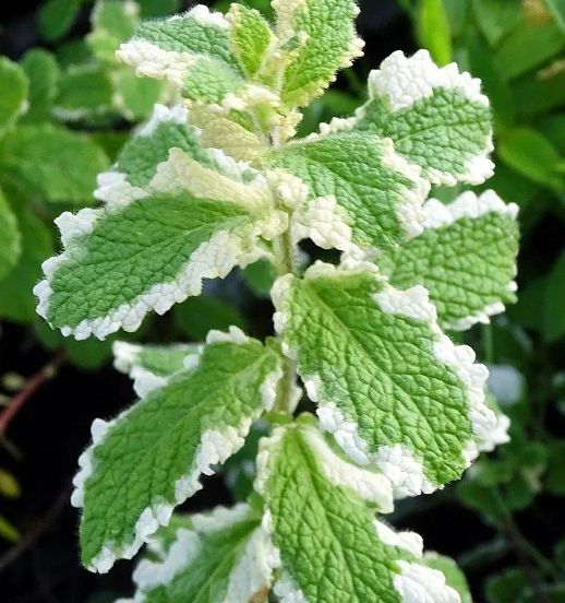 Мята Ананас пестролистная саженец