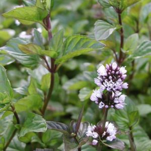 Мята апельсиновая саженец