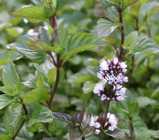 Мята апельсиновая саженец