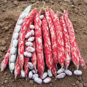 Фасоль Stangenbohne Borlotto Lingua Di Fuoco 3