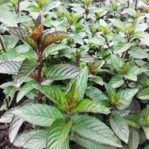 Мята Карамельная саженец