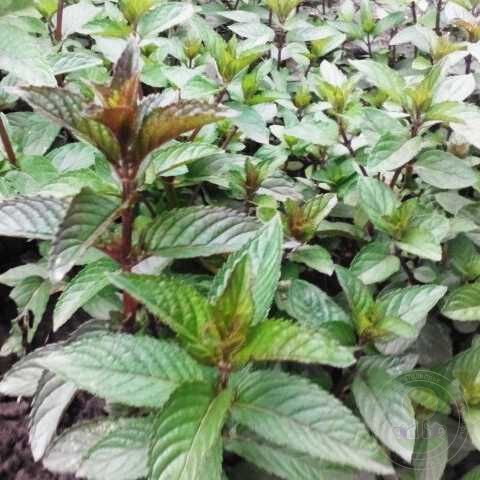 Мята Карамельная саженец