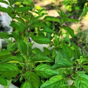 Мята "Красный грейпфрут" саженец