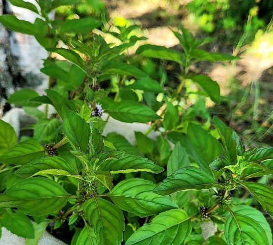 Мята "Красный грейпфрут" саженец