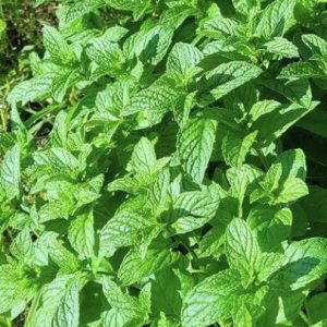 Мята "Ледяной латте с фундуком"