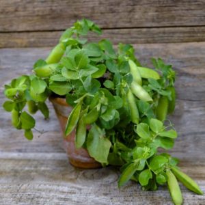 Горох  Tom Thumb Pea (Мальчик С Пальчик)