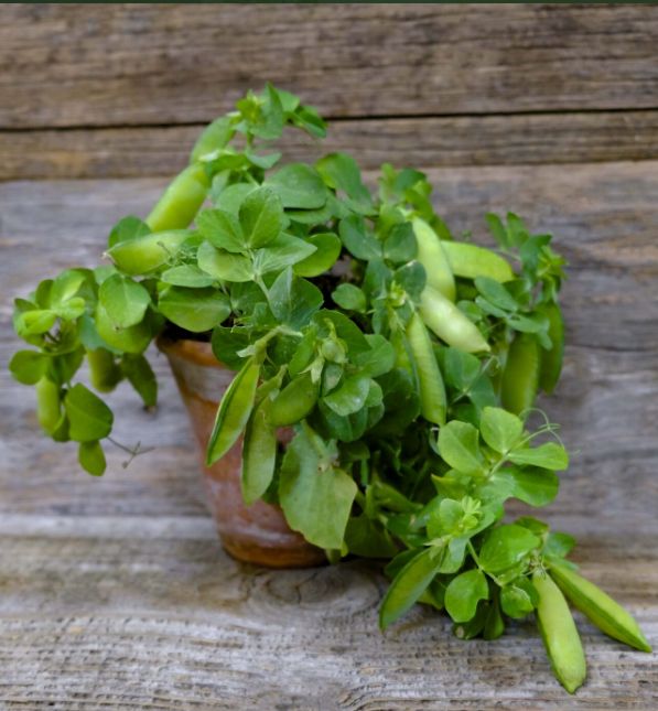 Горох Tom Thumb Pea (Мальчик С Пальчик)